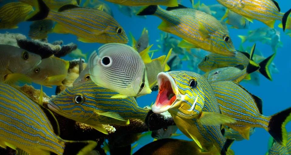 FishCleaning