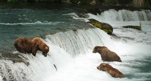 BearsBrooksFalls