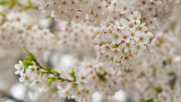 Cherry blossoms, Queen Elizabeth Park, Vancouver, Canada