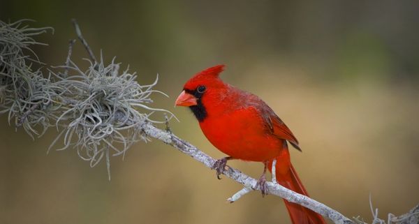 Northern Cardinal perched on a branch in the Rio Grande Valley of Texas