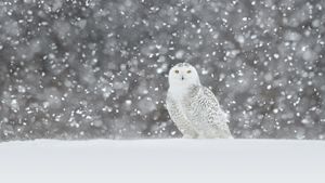一只在雪中驻立的雪鸮 (© Jérémie LeBlond-Fontaine/Getty Images)(Bing China)
