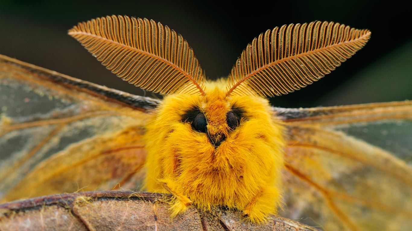 Squeaking silk moth, Qinling Mountains, Shaanxi, China