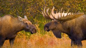 Élans mâle et femelle dans le parc national du Denali, Alaska, États-Unis (© Yva Momatiuk and John Eastcott/Minden Pictures)(Bing France)