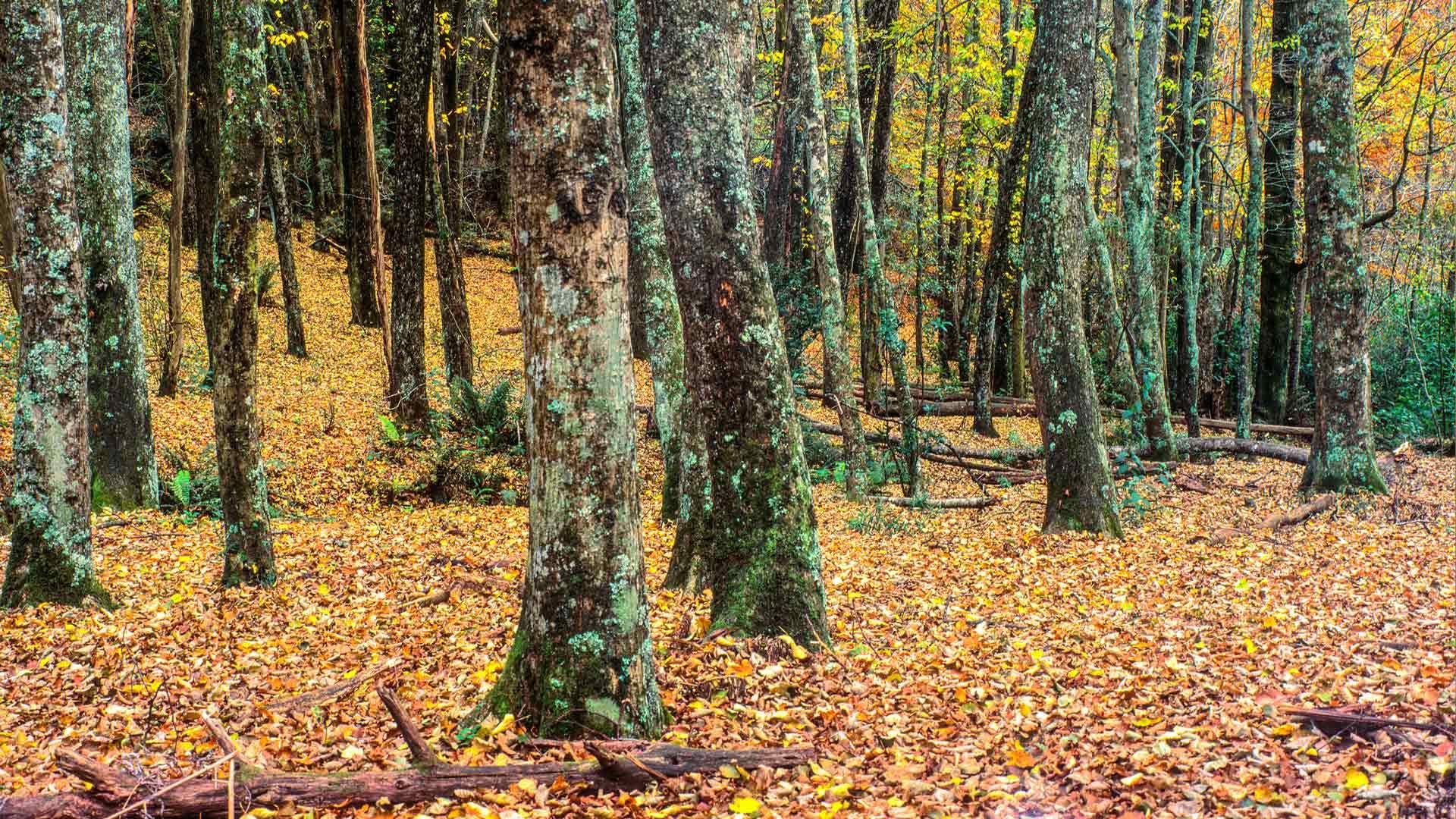 Historic nursery land in Emerald Lake Park, Victoria