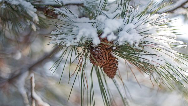 ｢松かさと雪｣