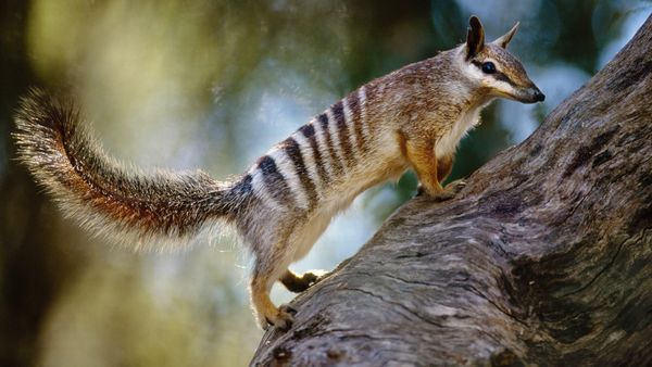 A numbat (Myrmecobius fasciatus) in Australia