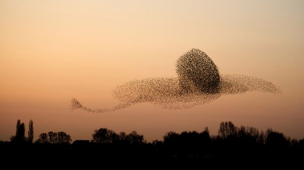 Murmuration of common starlings flying at sunset, Gelderland, Netherlands