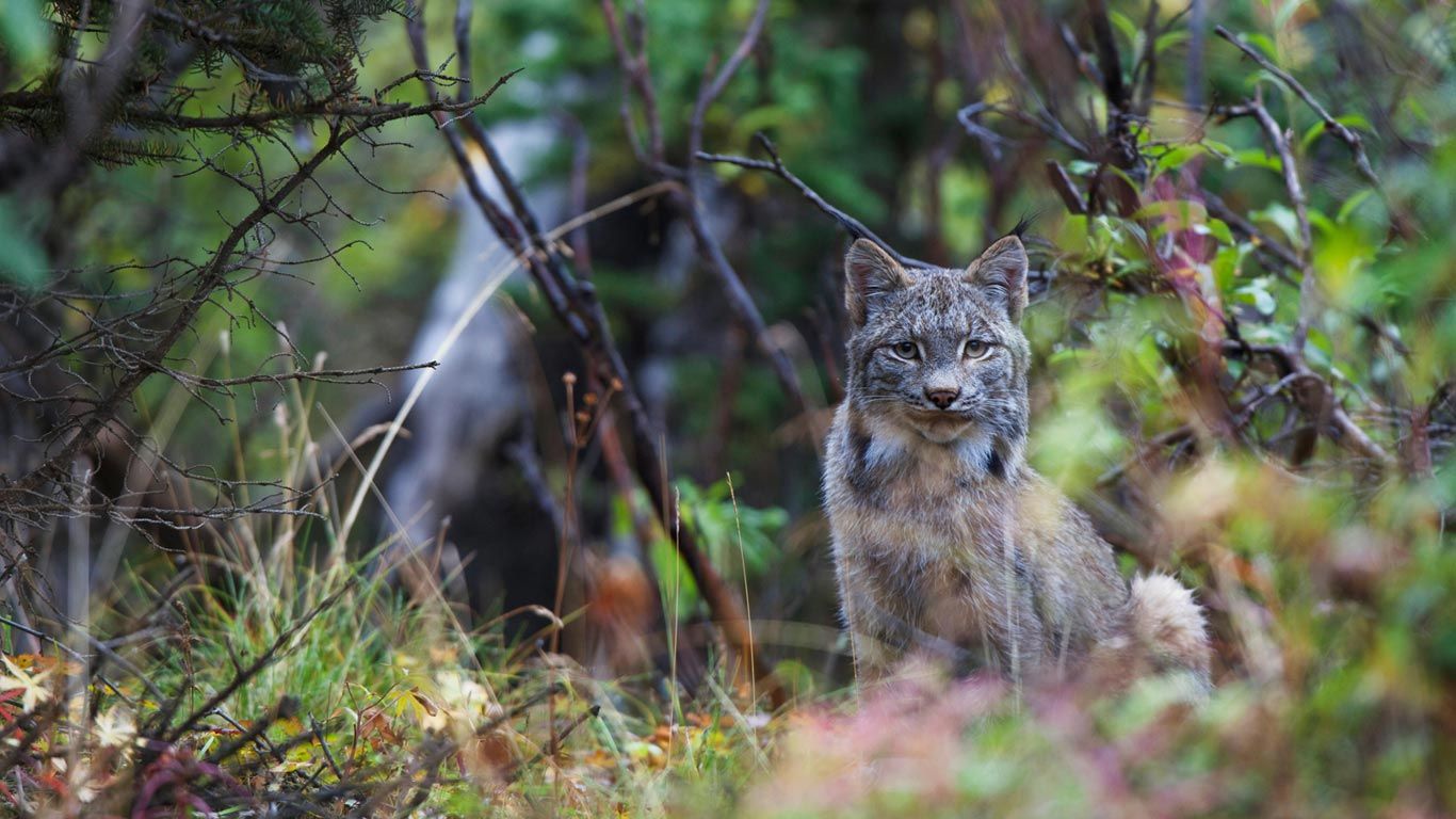 Canadian lynx in Denali National Park, Alaska, USA
