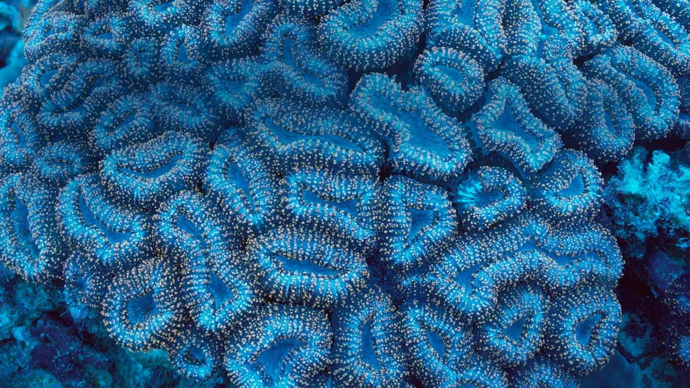 Fluorescing coral off the coast of Palau