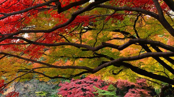 ｢新宿御苑の紅葉｣東京,  新宿