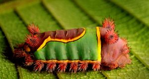 Saddleback caterpillar on a leaf in the Cockscomb Basin, Belize -- Frans Lanting/Corbis &copy; (Bing United States)