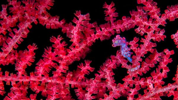 A pygmy seahorse hiding in a sea fan