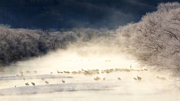 Red-crowned cranes in a mist-covered river, Hokkaido, Japan
