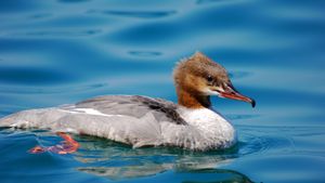 Jeune cormoran (© GiovanniCaruso/GettyImages)(Bing France)