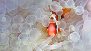 Red and black anemonefish in bleaching anemone in the Lembeh Strait of North Sulawesi, Indonesia (© Jeff Yonover/Tandem Stock)(Bing Australia)