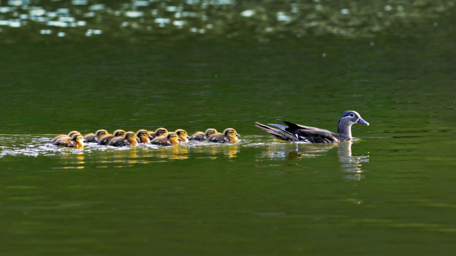 Mandarin duck hen with ducklings in South Korea