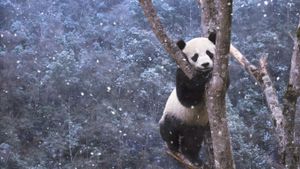 四川，熊猫雪天爬树 (© Steve Bloom Images/Alamy)(Bing China)