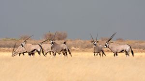Southern gemsbok in the savanna, Botswana (© Karine Aigner/Tandem Stills + Motion)(Bing New Zealand)
