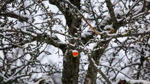 Apfel hängt an einem verschneiten Baum, Deutschland (© Westend61/Getty Images)(Bing Deutschland)