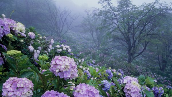 美の山公園, 埼玉県 秩父市