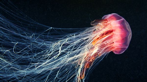 Lion's mane jellyfish swimming in the ocean
