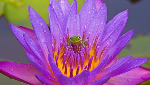 Green tree frog and water lily, Lake Kissimmee, Florida