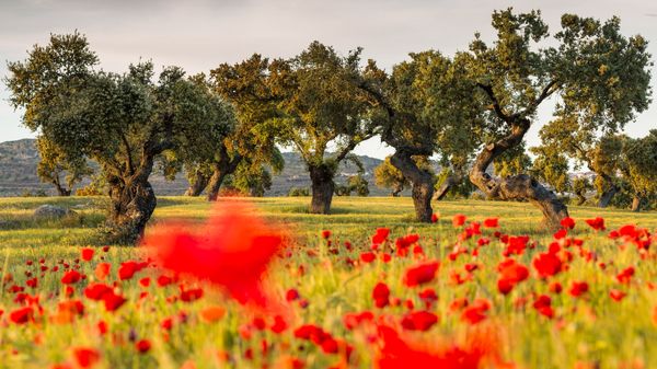 Encinas y amapolas en la dehesa, La Serena, Badajoz, España