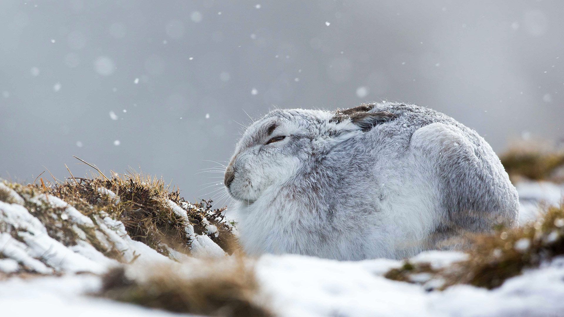 A mountain hare hunkers down in a snowstorm, the Cairngorms, Scotland