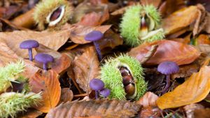 Fallen sweet chestnuts and Amethyst Deceivers in Norfolk, England (© Gary K. Smith/Minden Pictures)(Bing Australia)