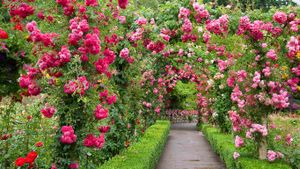 ｢ブッチャート・ガーデンのバラ園｣カナダ, ブリティッシュコロンビア (© Elfi Kluck/Getty Images)(Bing Japan)