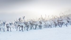 A herd of reindeer in Norway (© Lena Granefelt/plainpicture)(Bing New Zealand)