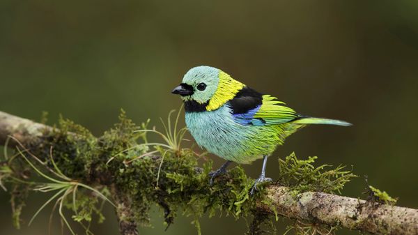 Green-headed tanager in the Atlantic Forest, Brazil