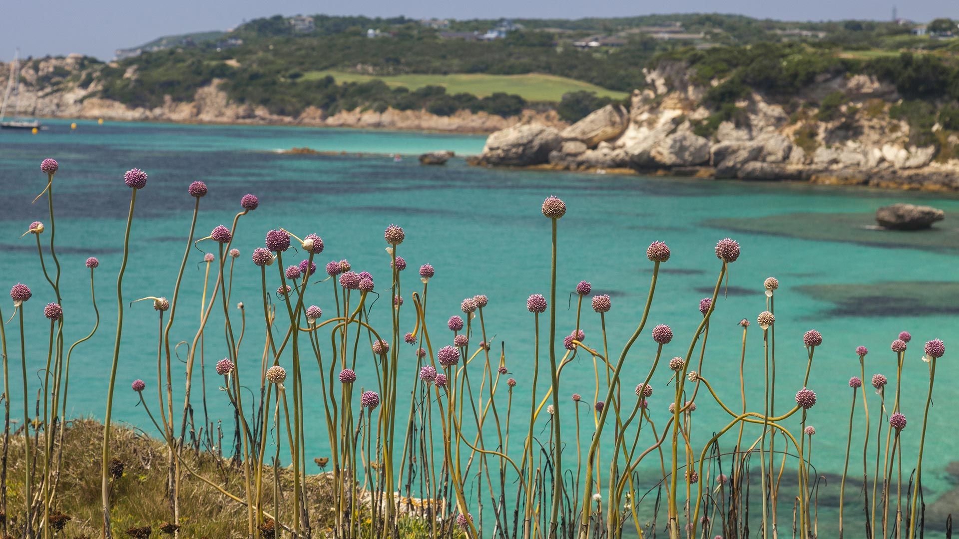 Petites fleurs roses le long d’une crique, Bonifacio, Corse, France