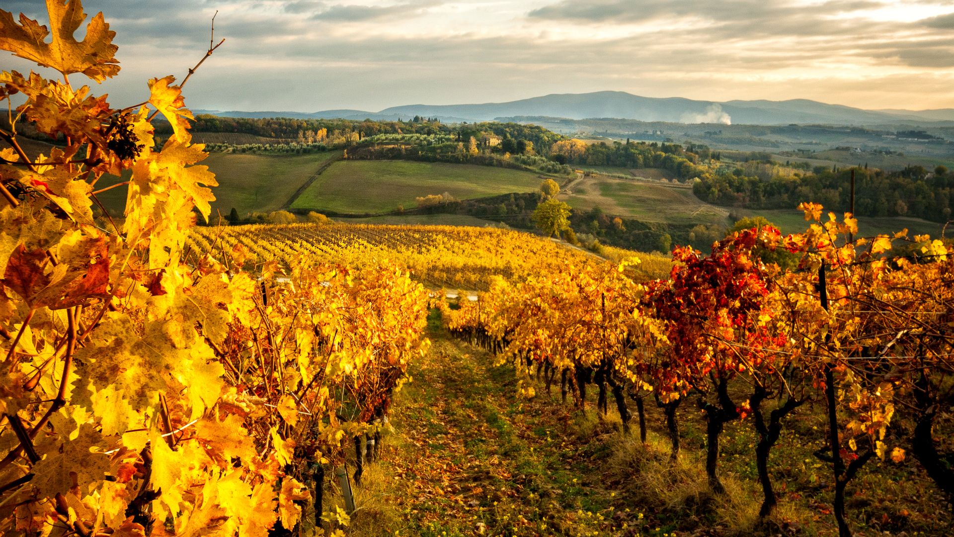 Foglie di vite nei vigneti del Chianti in Toscana