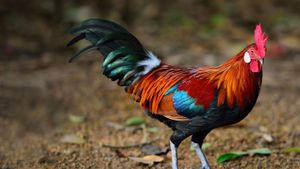 A brown leghorn rooster (© Lukchai Chaimongkon/Getty Images)(Bing Australia)