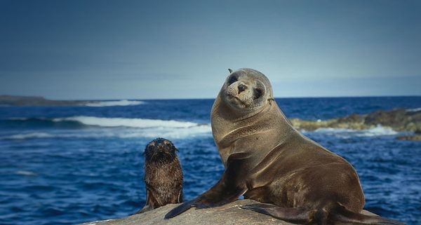 Female and pup Australian sea lions, Southern Australia