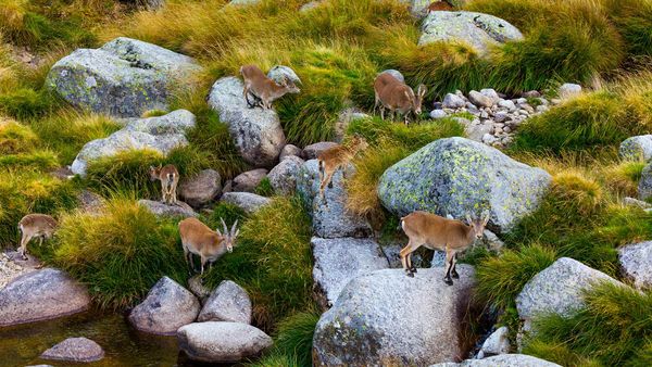 Iberian ibex herd, Sierra de Gredos, Ávila, Castile and León, Spain