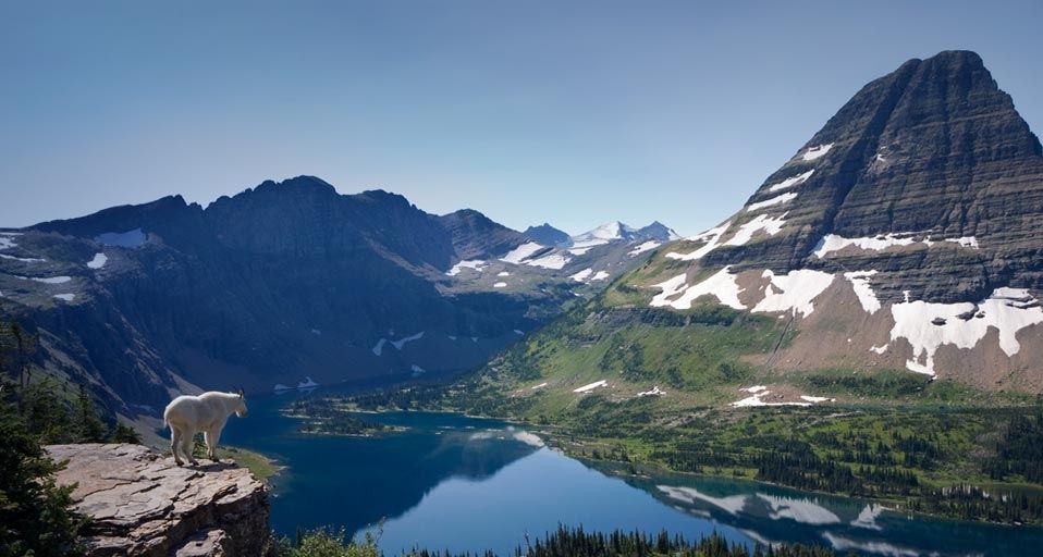 Mountain goat overlooking Hidden Lake and Bearhat Mountain, Glacier National Park, Montana