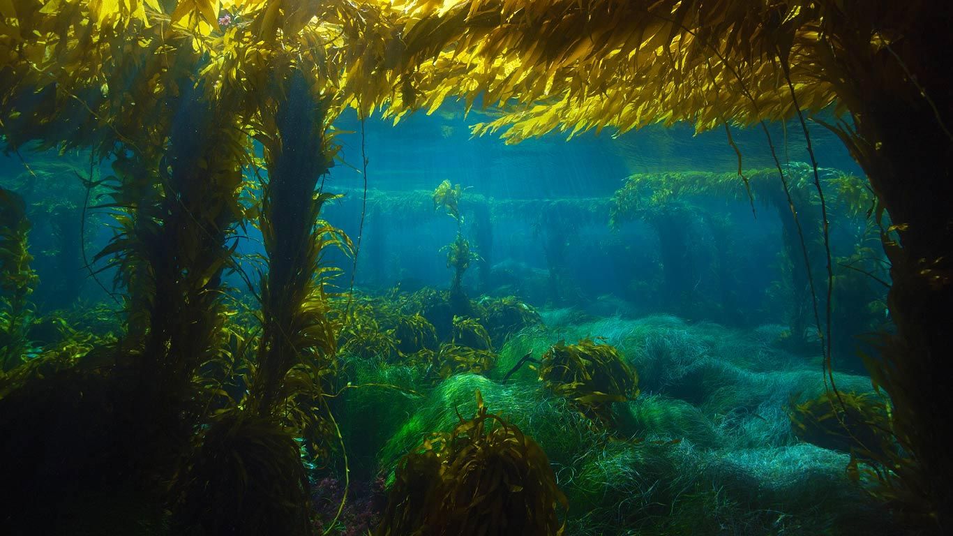 Giant kelp forest near San Clemente Island, California