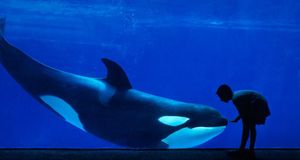 加州圣地亚哥海洋世界的虎鲸 (© Michael Melford/Stone/Getty Images) &copy; (Bing China)