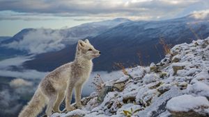 ｢ホッキョクギツネ｣ドブレ山地, ノルウェー (© Andy Trowbridge/Minden Pictures)(Bing Japan)