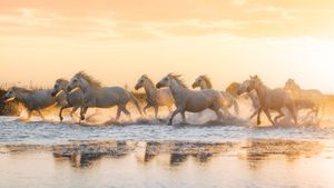 Chevaux de Camargue, Aigues-Mortes, Occitanie (© Francesco Riccardo Lacomino/Getty Images)(Bing France)