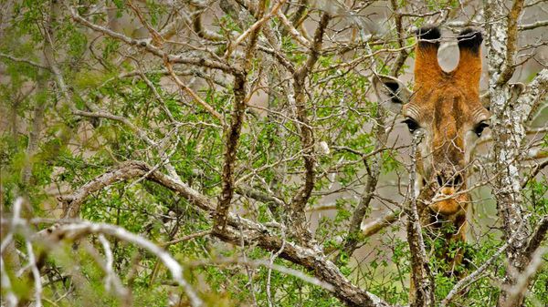 Giraffe, South Africa