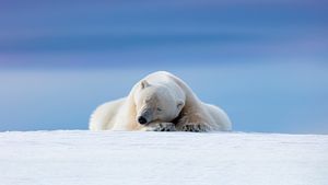 Orso polare alle Svalbard, Norvegia (© Dennis Stogsdill/Getty Images)(Bing Italia)