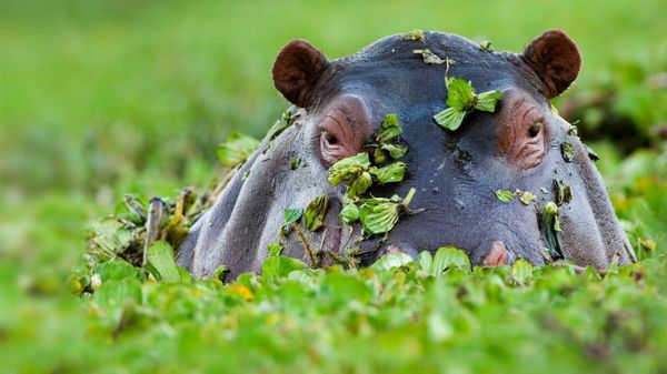 Hippopotamus, Masai Mara National Reserve, Kenya