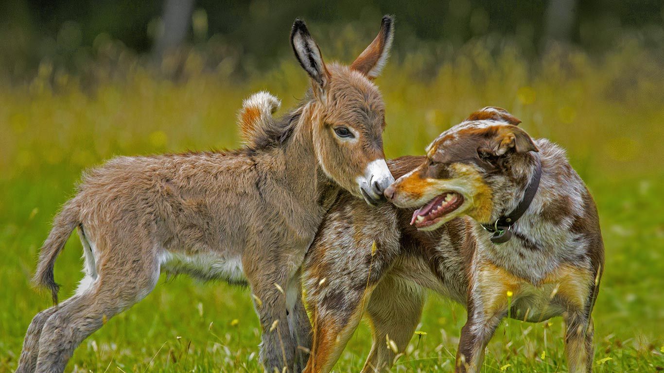 Siesta the donkey greets Sudo the dog in Melbourne, Australia