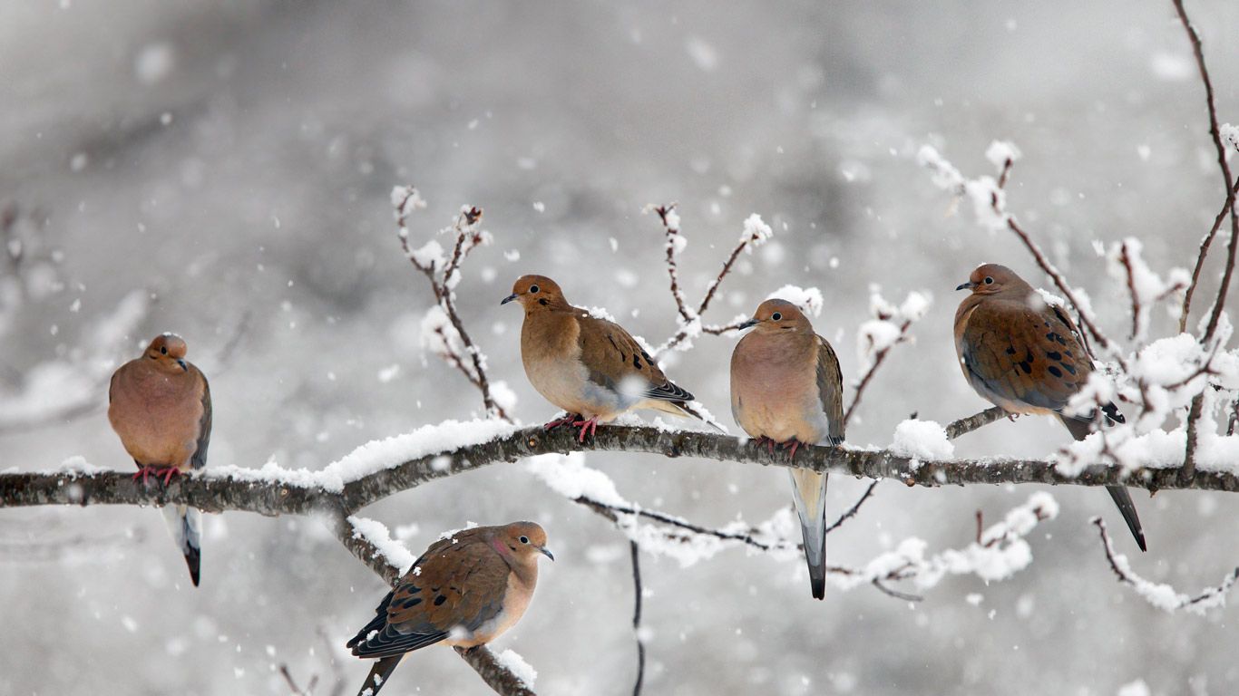Mourning doves near Bear River, Nova Scotia, Canada