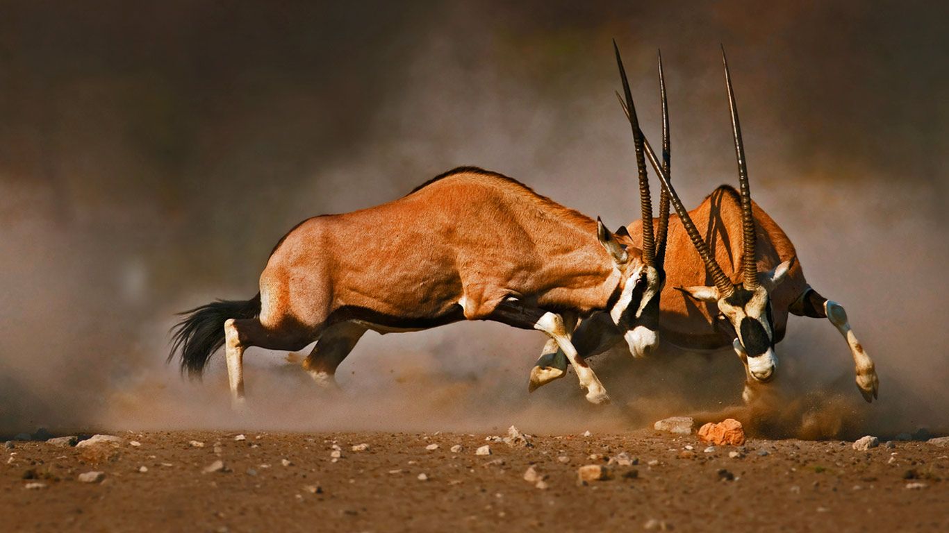 Oryx gazelles mâles combattant dans le parc national d’Etosha, Namibie