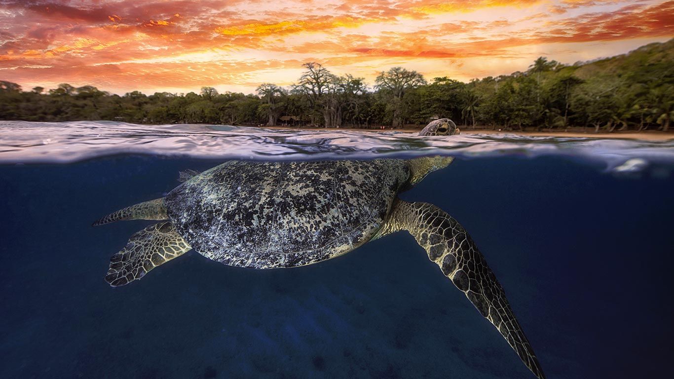 Green sea turtle at dusk, Mayotte, Indian Ocean