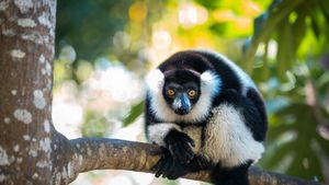 Black-and-white ruffed lemur in Madagascar (© Cyrielle Beaubois/Getty Images)(Bing United States)